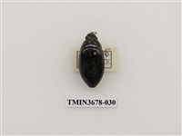 藏品(龍蝨、牙蟲)的圖片